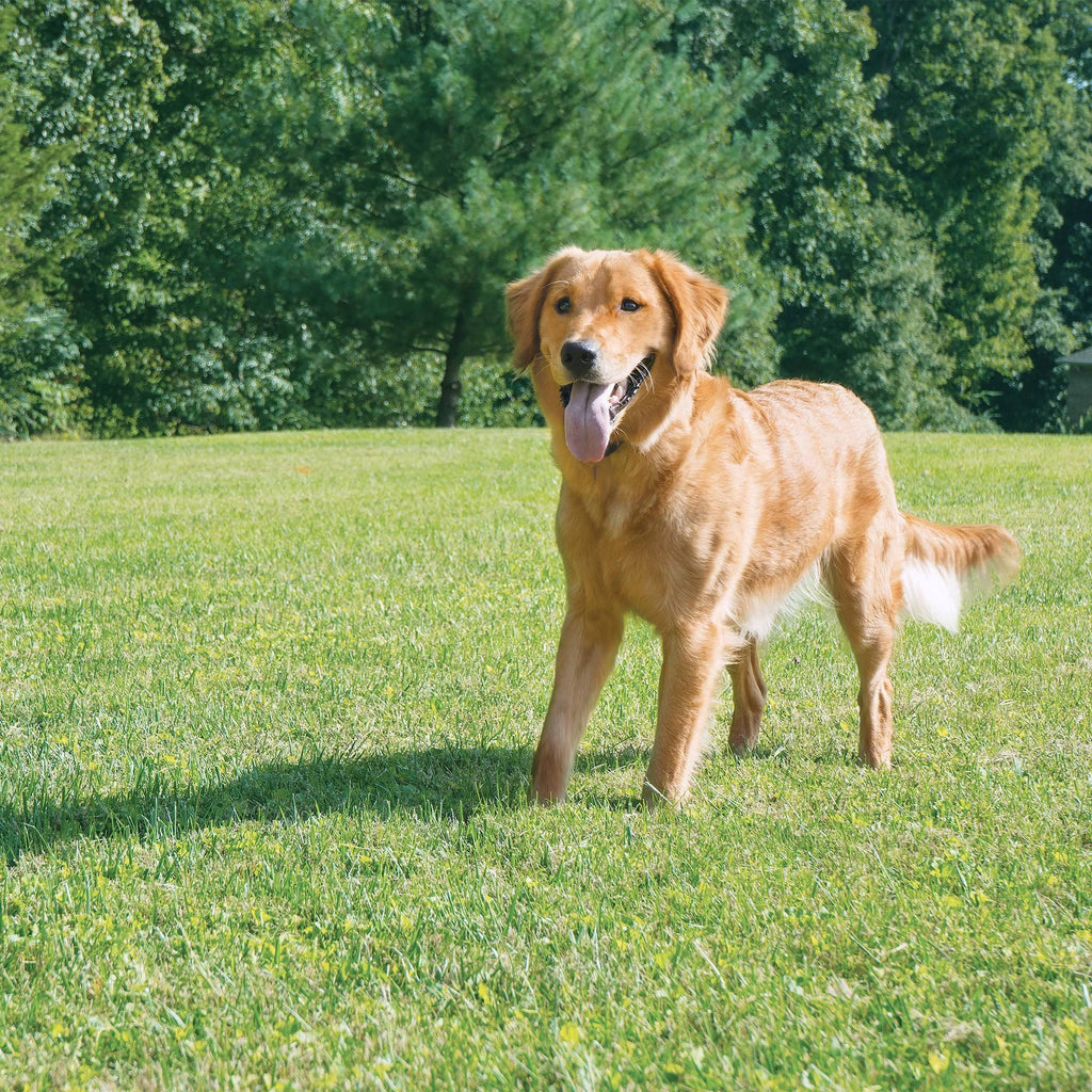 Wireless Pet Containment System S145111