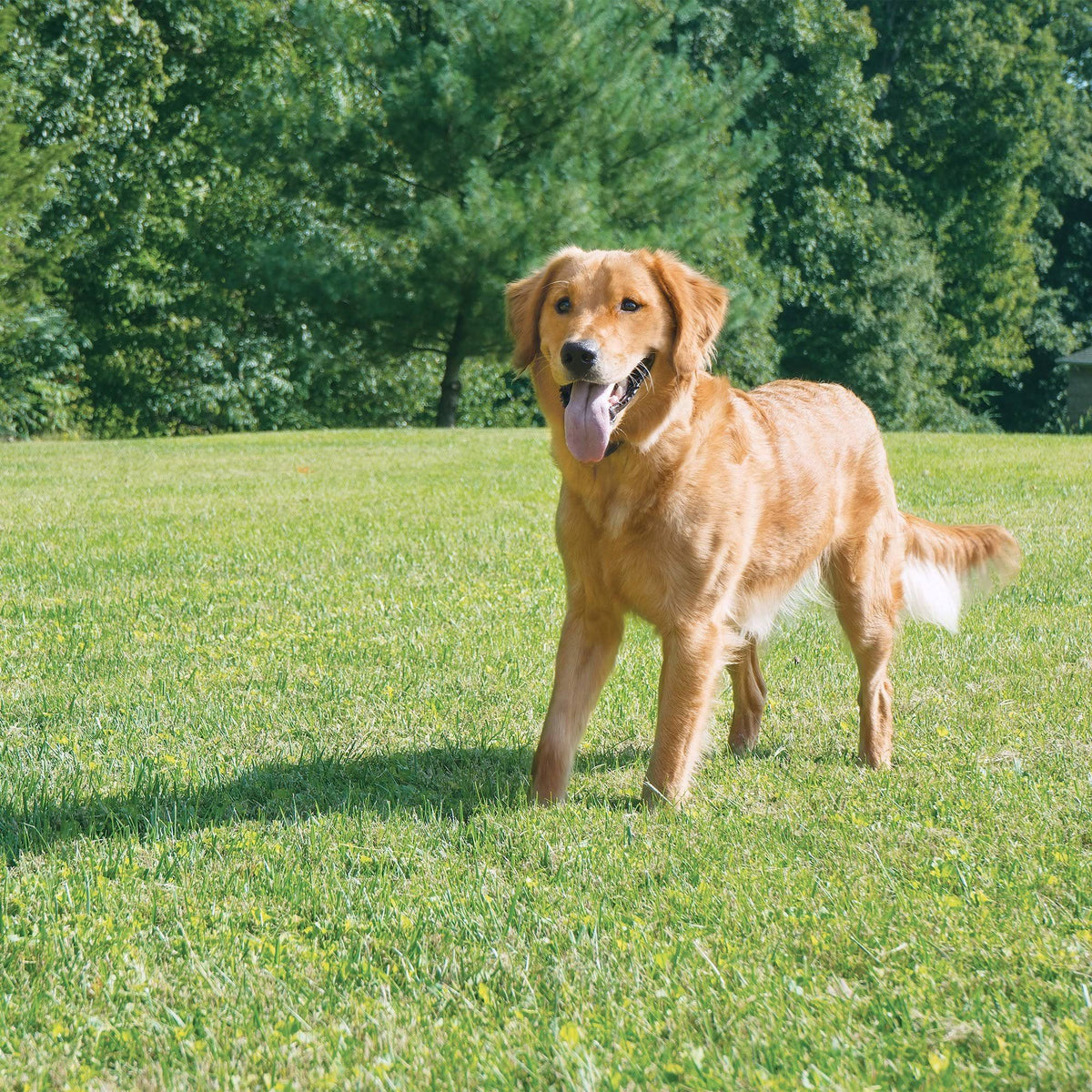 Wireless Pet Containment System S145111