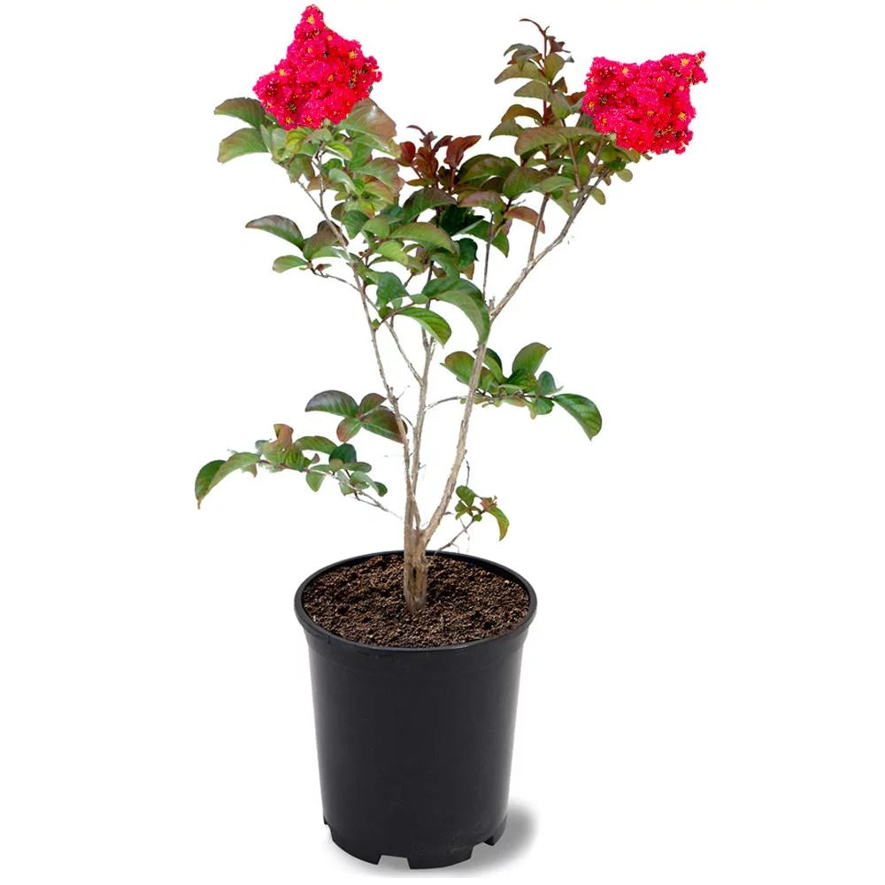 12 in. Red Flowering Crape Myrtle Tree in 2.84 Liter Nursery Pot Q93991