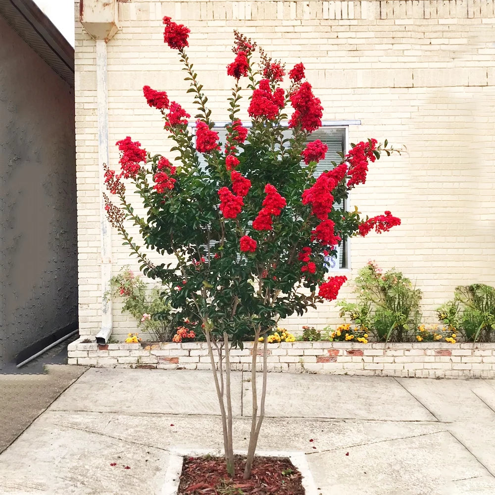 12 in. Red Flowering Crape Myrtle Tree in 2.84 Liter Nursery Pot Q93991