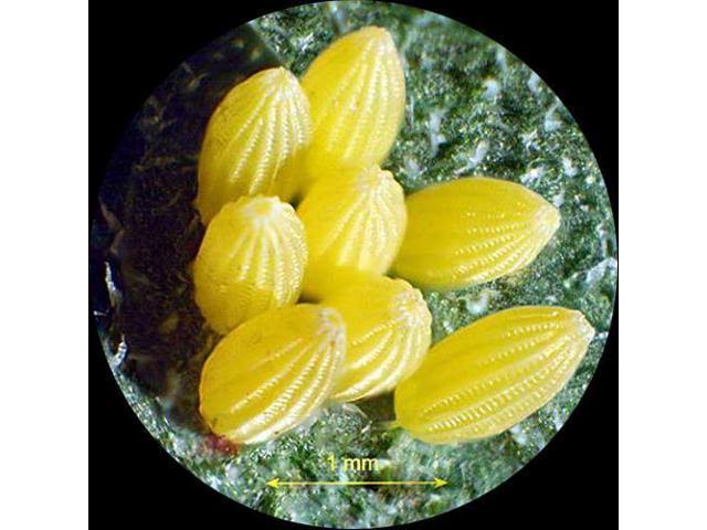 20X-80X Stereo Microscope R506792